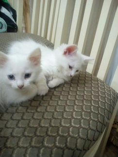 Котята белые,красивые,бесплатно.Одна кошечка и 2 к