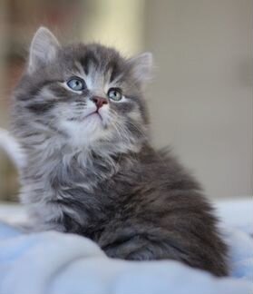 Изумительно милый котенок от сибирской кошки