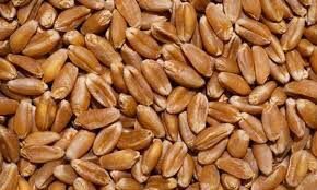 Зерно пшеница