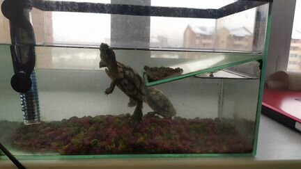 Аквариум с двумя черепахами