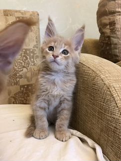 Мейн-Кун кремовый котик Красавчик