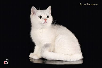Британский котик окраса серебристая шиншилла