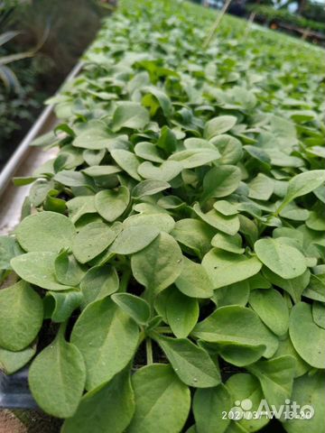 Рассада для доращивания Петуния красная red