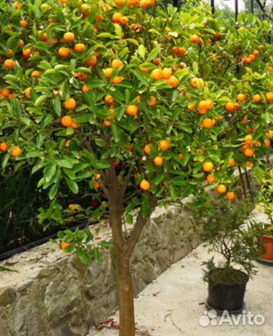 Мандарин Абхазкий саженцы