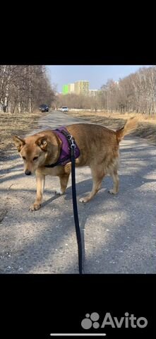 Собака Моня