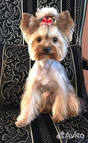 Стрижка собак и кошек/ грумер без выезда