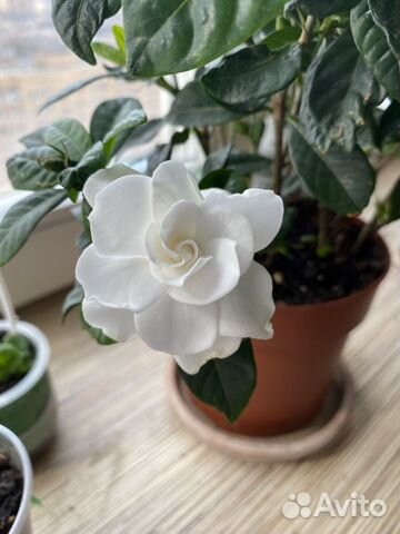 Гардения жасминовидная