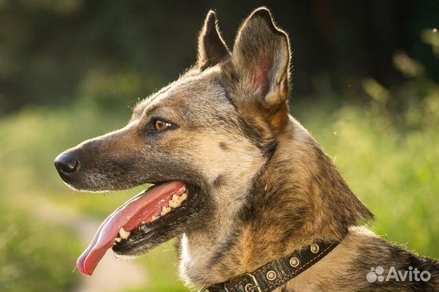 Метис вео, очень обаятельная собака в дар