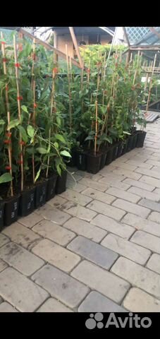 Саженцы Актинидии аргута зкс