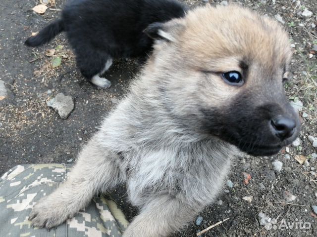 Где Купить Щенка В Омске