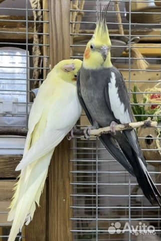 Попугай корелла птенец
