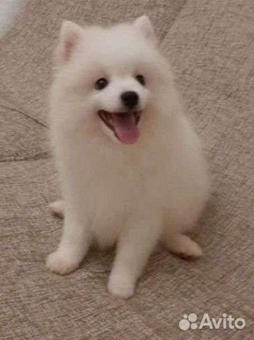 Японский шпиц