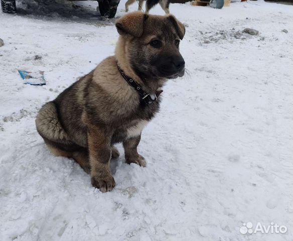 Щенки алабая бесплатно