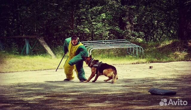 Дрессировка собак/кинолог/фигурант