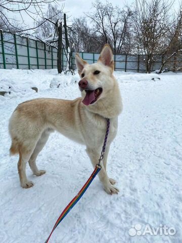 Спасите Кокоса из приюта