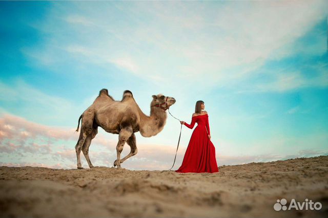 Животные на ваше мероприятие