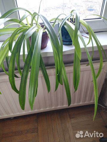 Комнатные цветы