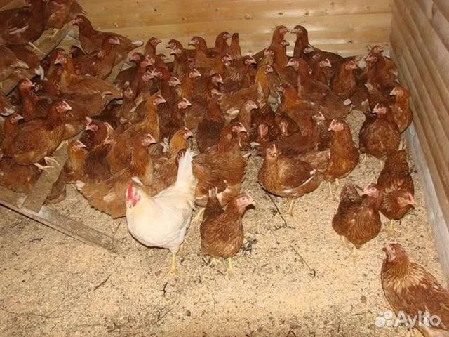 Курочка несушка молодка, породы разные