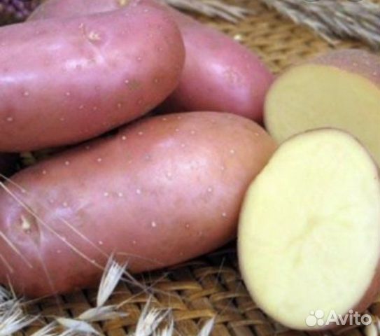 Сорт Картофеля Рокко Характеристика Отзывы Фото