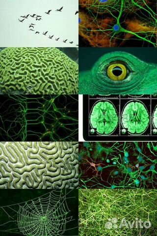 Репетитор по биологии