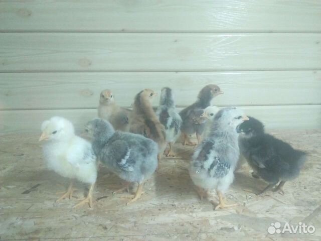 Цыплята, утята