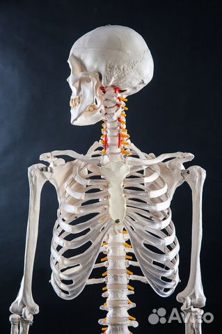 Анатомический скелет человека