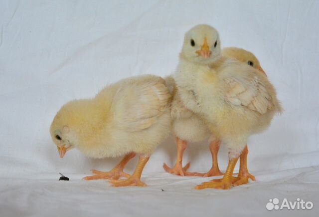 Инкубация куриных-перепелиных яиц, яйца, петухи купить на Зозу.ру - фотография № 2