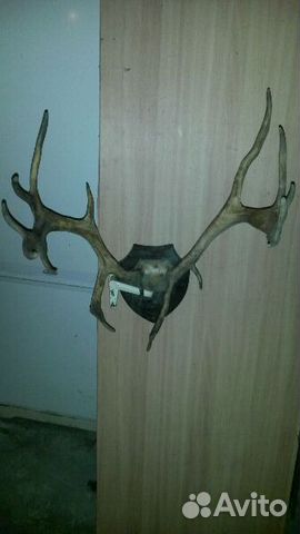 Продам рога оленя