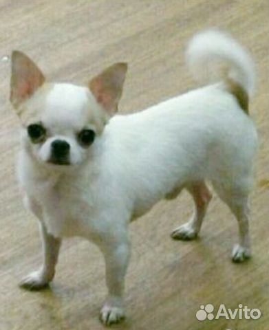 Приглашаем Чихуахуа на вязку, кабель до 2кг