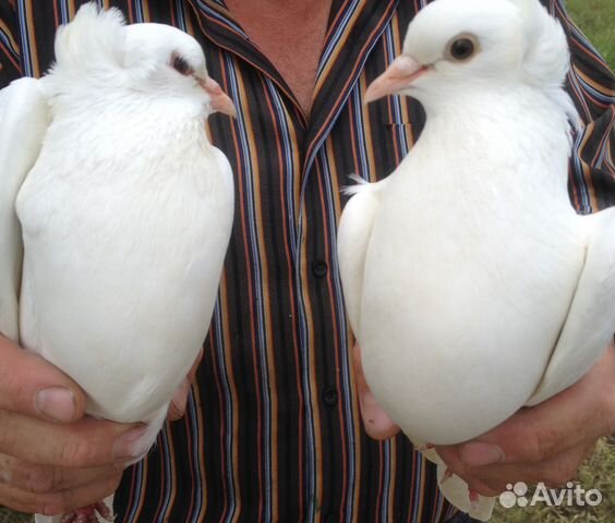 Белые голуби купить на Зозу.ру - фотография № 3