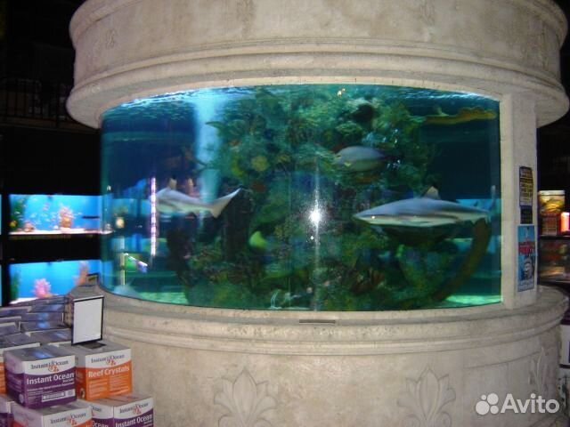 Аквариум для содержания акул. 3000 купить на Зозу.ру - фотография № 2