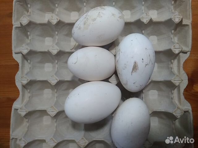 Гусята, яйцо гусиное купить на Зозу.ру - фотография № 1