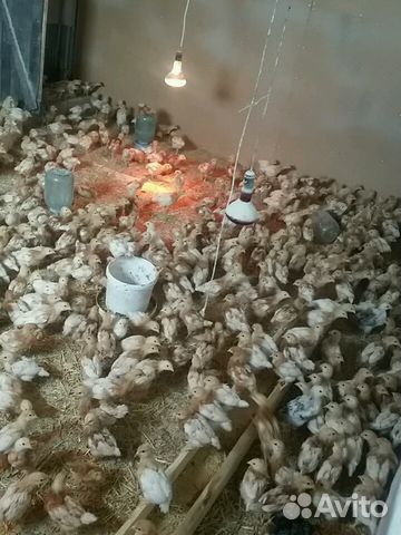 Цыплята Ломан Браун несушки купить на Зозу.ру - фотография № 1
