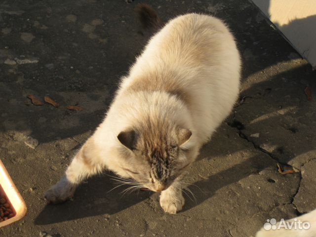 Кот в добрые руки купить на Зозу.ру - фотография № 7