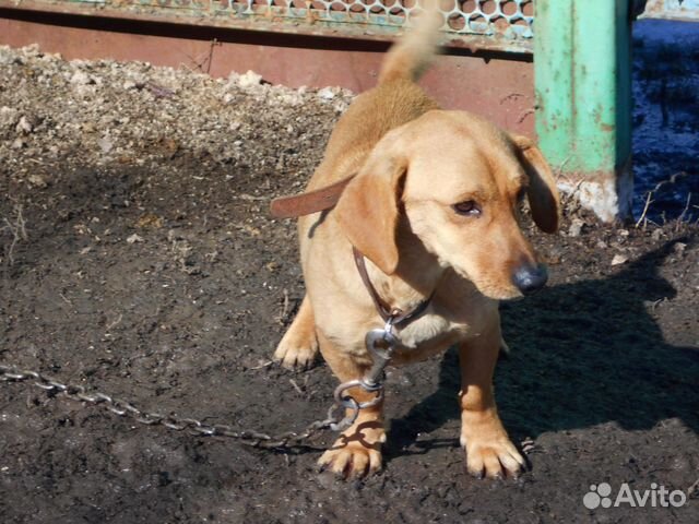 Охотничьи собаки купить на Зозу.ру - фотография № 2