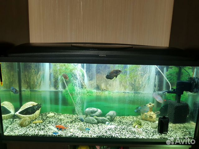 Аквариум aquael 240 литров с рыбами) купить на Зозу.ру - фотография № 6