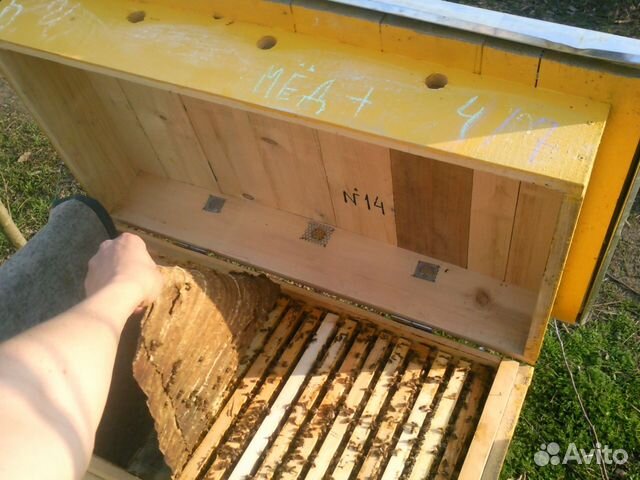 Пчелосемьи 2019 купить на Зозу.ру - фотография № 6