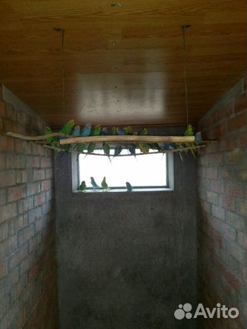 Волнистые попугаи оптом от разводчика купить на Зозу.ру - фотография № 2