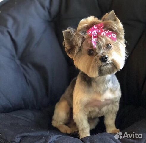 Стрижка собак и кошек