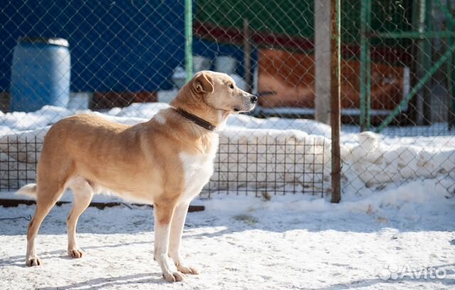 Ларсен хочет домой, собака из приюта в добрые руки купить на Зозу.ру - фотография № 4