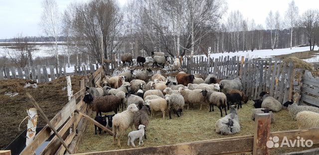 Дойные коровы купить на Зозу.ру - фотография № 7