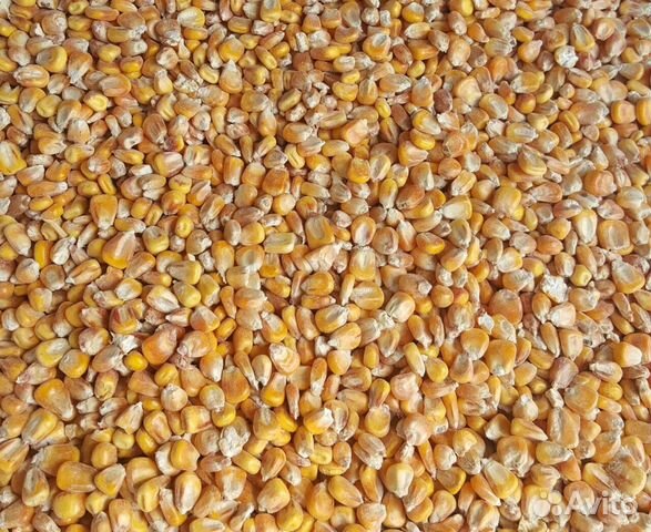 Кукуруза, ячмень, пшеница купить на Зозу.ру - фотография № 1