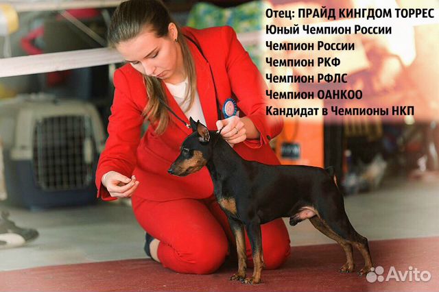 Вязка кобеля Цвергпинчера