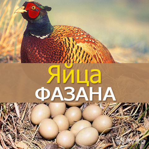 Яйцо кура, индюк, фазан купить на Зозу.ру - фотография № 3