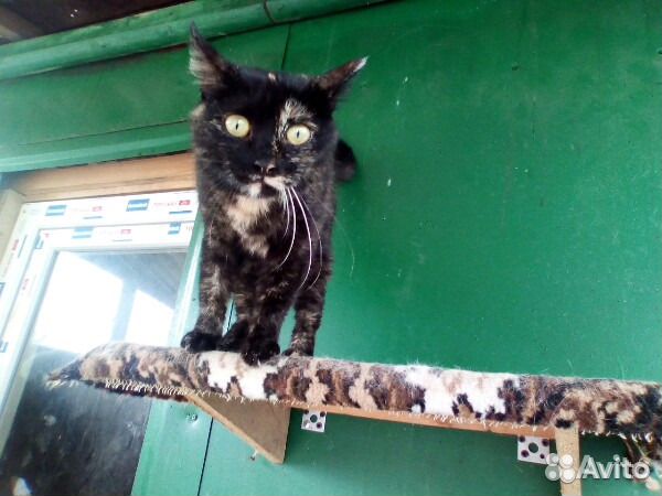 Кошка Тринити купить на Зозу.ру - фотография № 9