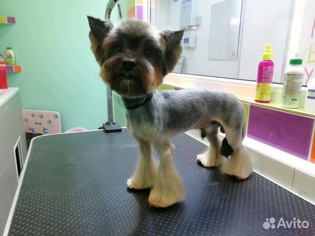Стрижка собак и кошек