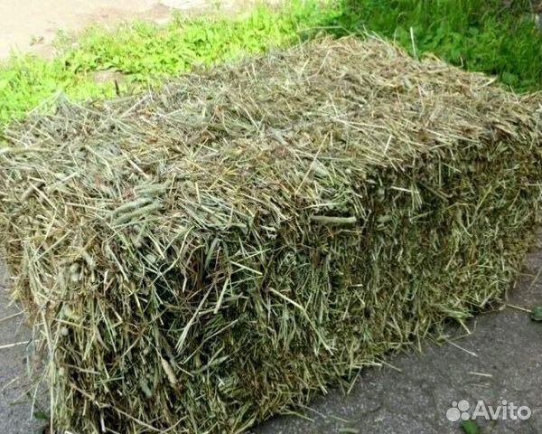 Свежескошенное сено в брикетах купить на Зозу.ру - фотография № 2