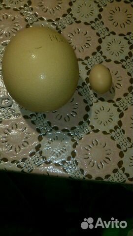 Инкубационное яйцо Черного Африканского Страуса купить на Зозу.ру - фотография № 1