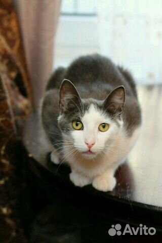 Котик Гаврюша (1 год)