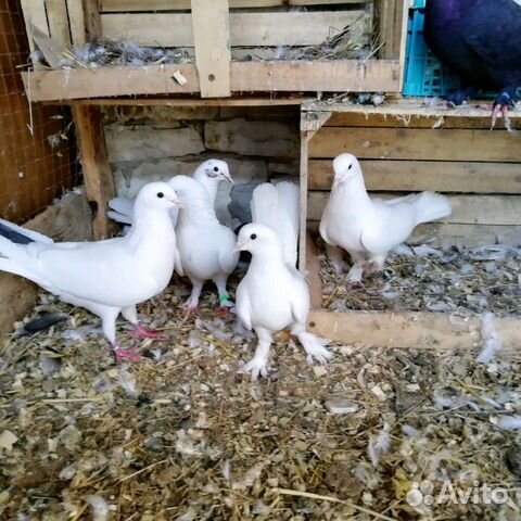 Чистокровные бакинские голуби